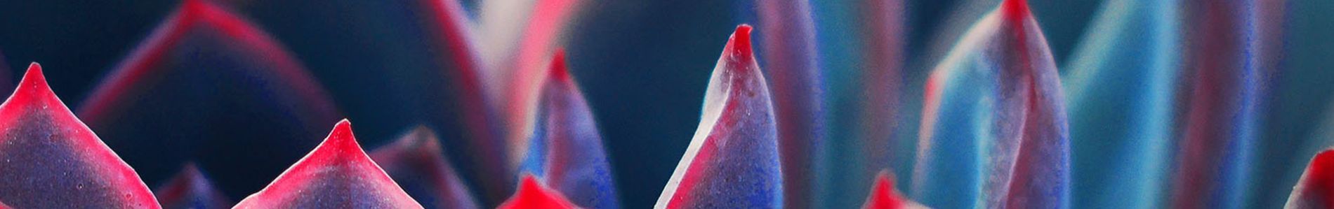 Utami header