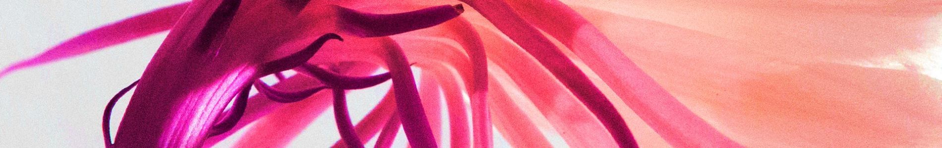 Bloom header