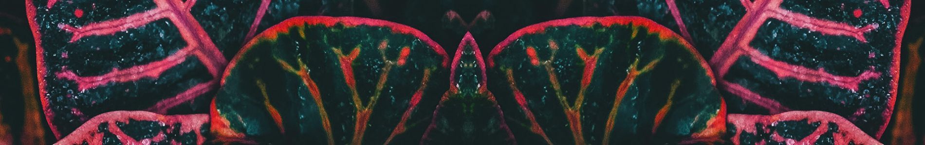 Amazon header