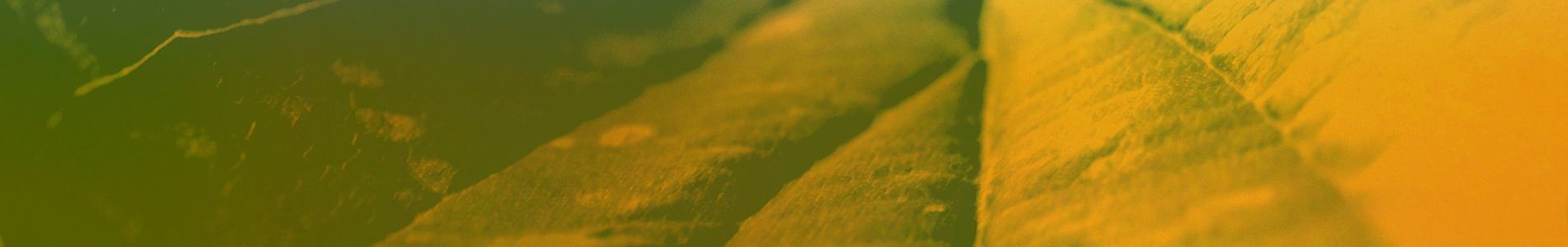 Cafè header