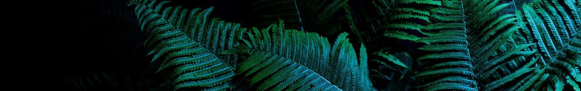 Chango header