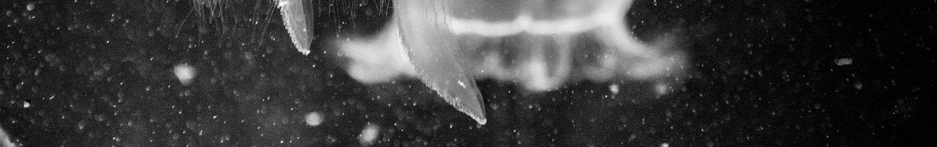 Arpe header
