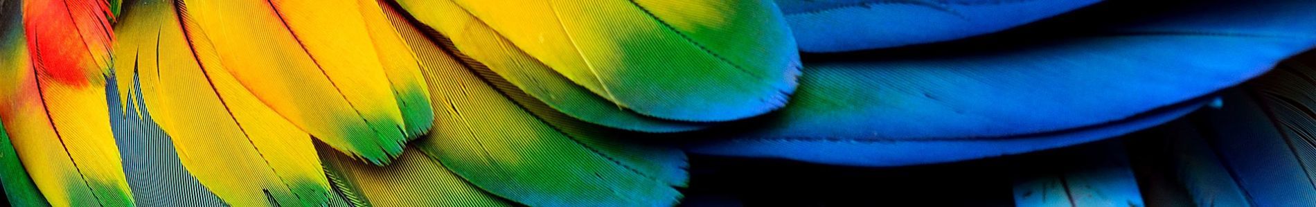 Samba De Janeiro header