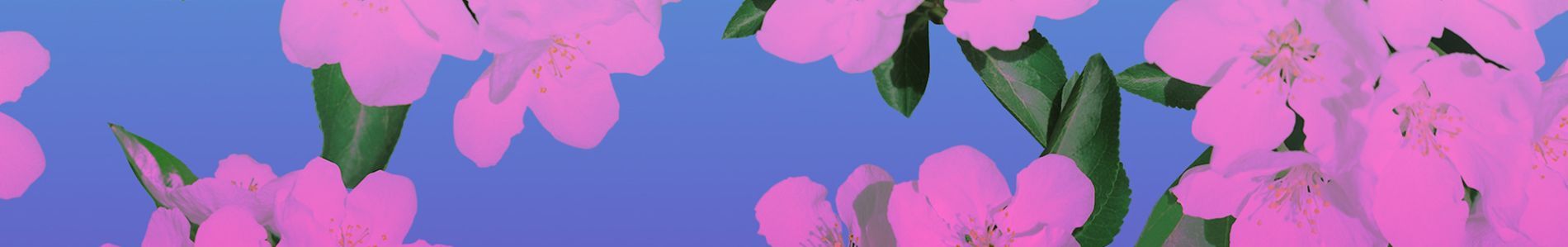 Chances header