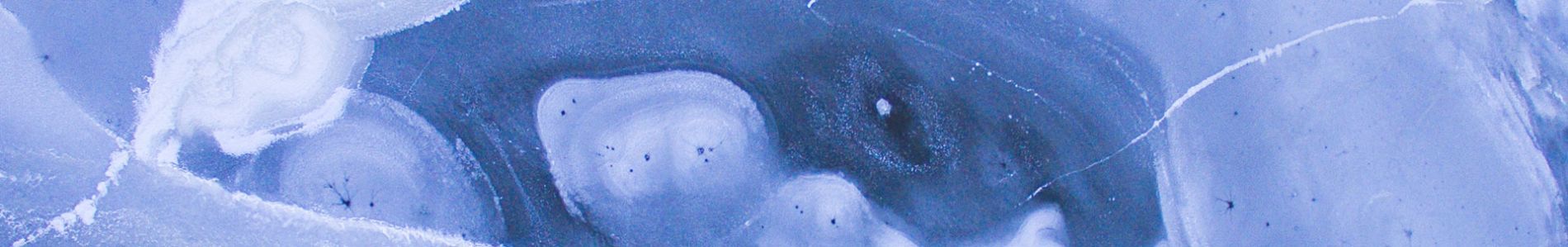 Icebear header