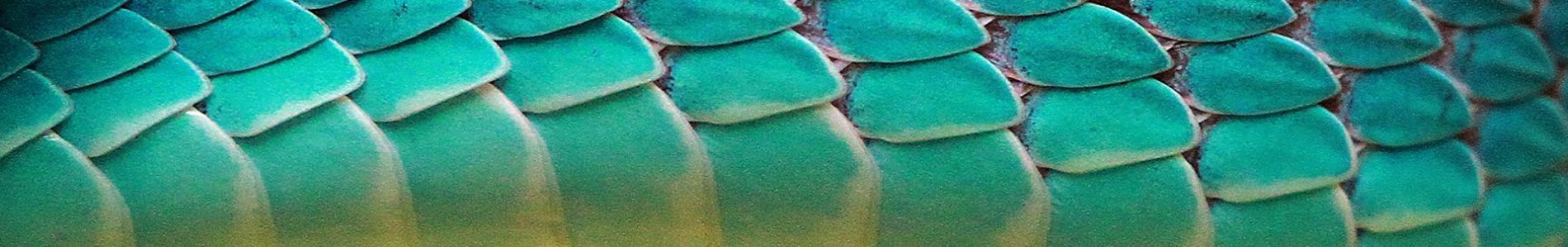 Nagini header