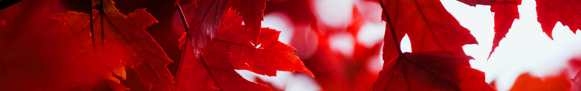 Mixtape alert: Tom Ferry's brilliant Source Autumn Mix Mixtape alert: Tom Ferry's brilliant Source Autumn Mix