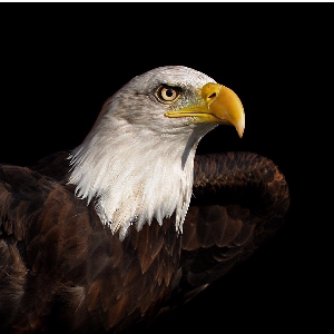 Tyrannos3agle