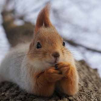 Wild Squirrel