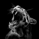 Halil