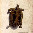 TweakingTurtle