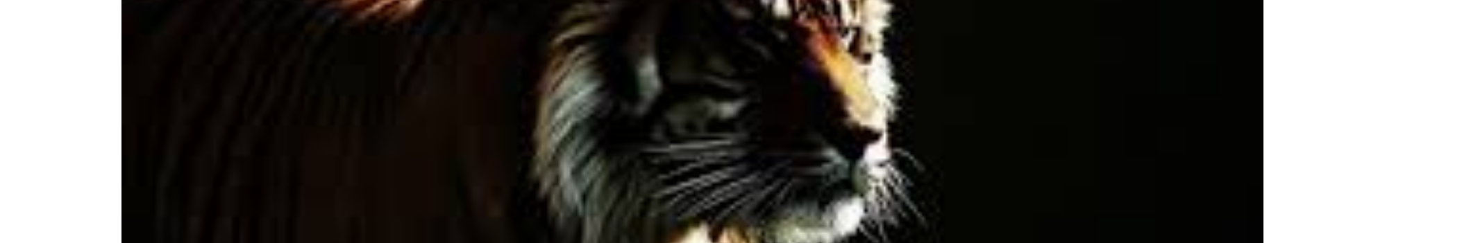 Charlie Feder Tiger