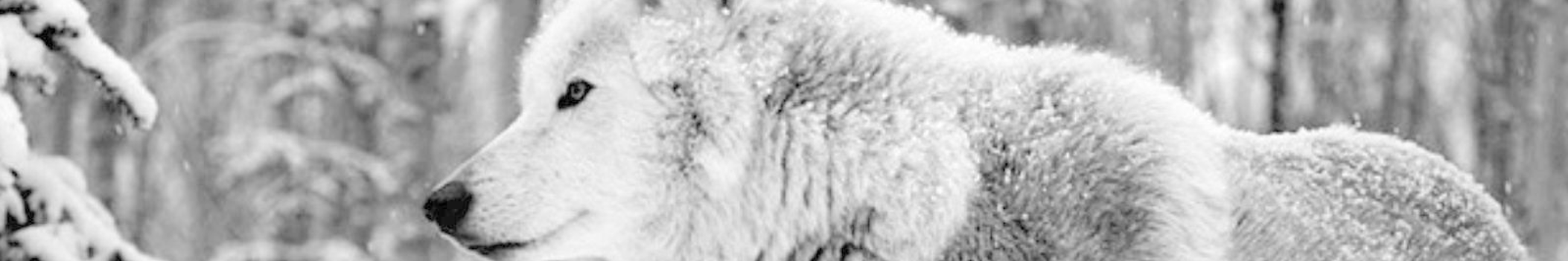 THE WOLF ID