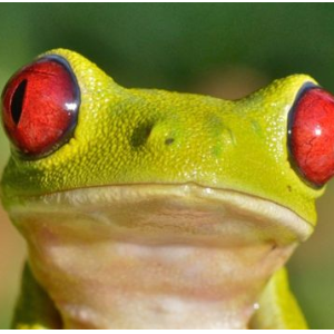 Frogys