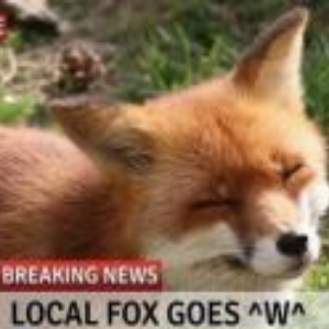 FoxBao