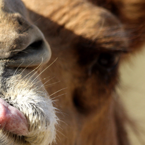 CrazyCamel