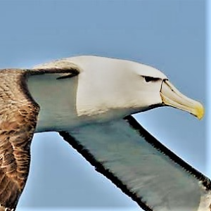 ALBATR0SS