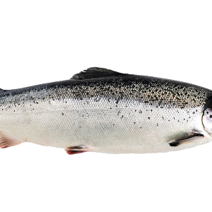 Aclonis