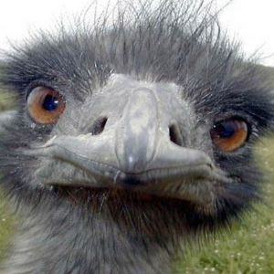 Struis Vogel