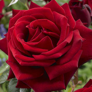 The Rose
