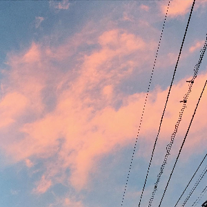 ひまわりの枯れ