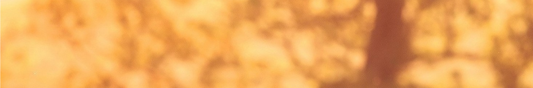 BonzoNotes