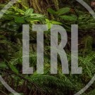 LTRL