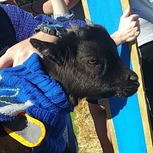 savage bass goat