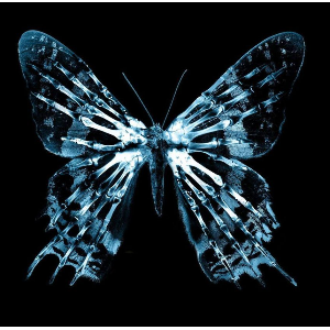Motyl
