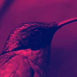 HUMMINGBIRD_